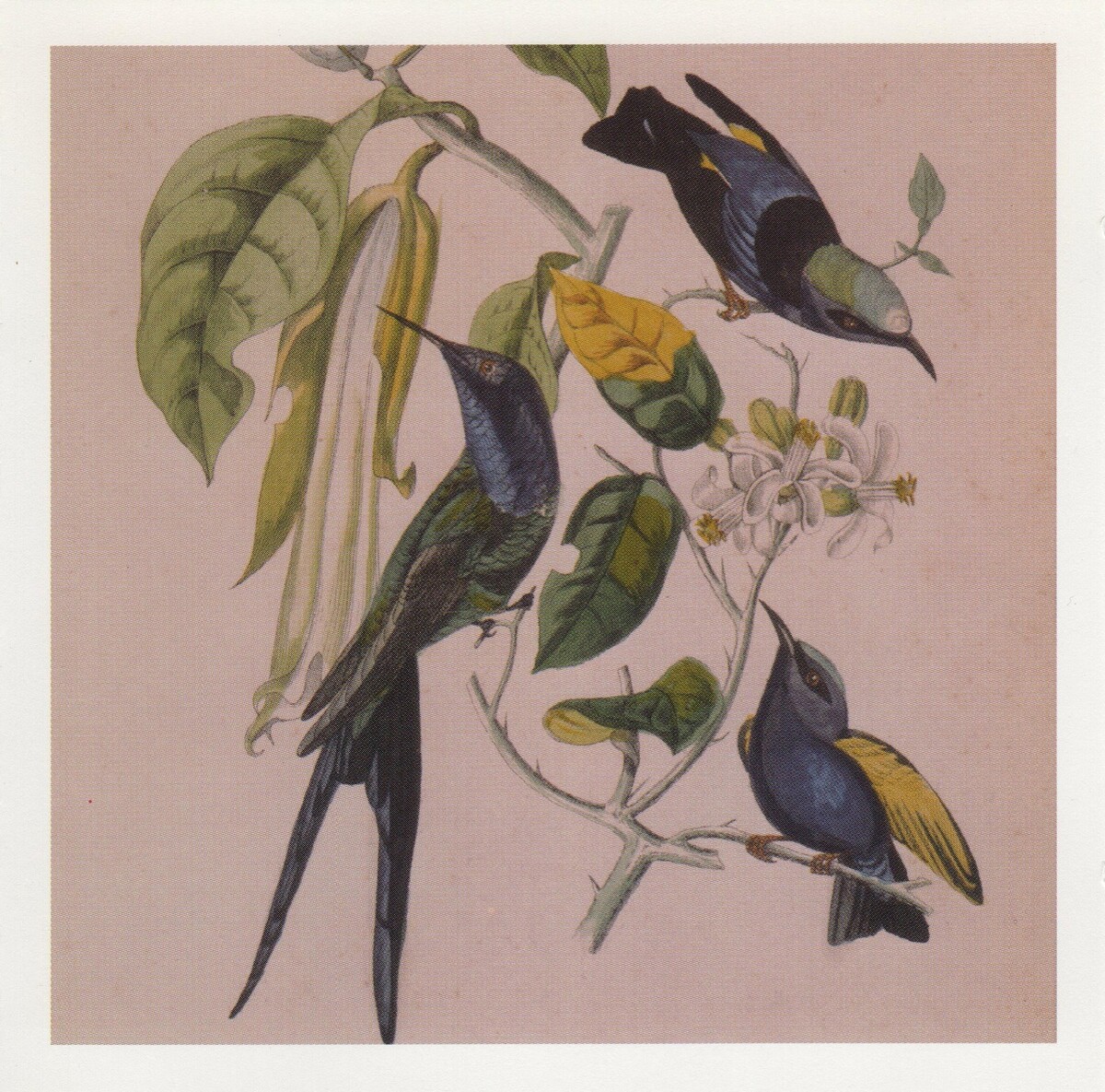 ANIMA MUNDI (SUSUMU YOKOTA) / Hebula 横田進 Susumu Yokota Albums: songs, discography, biography, and listening